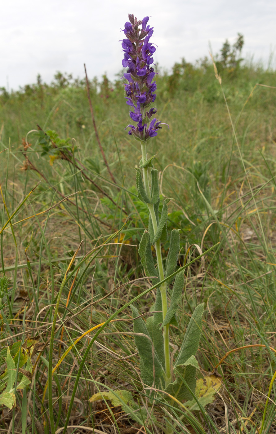 Изображение особи Salvia tesquicola.