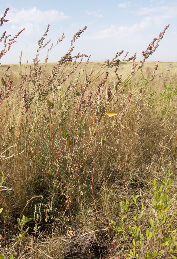 Image of Atriplex micrantha specimen.