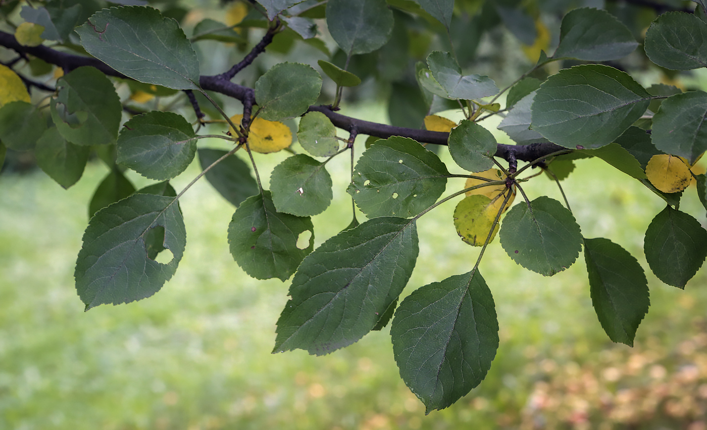 Изображение особи Malus sylvestris.