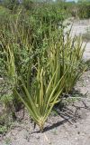 Sansevieria ehrenbergii