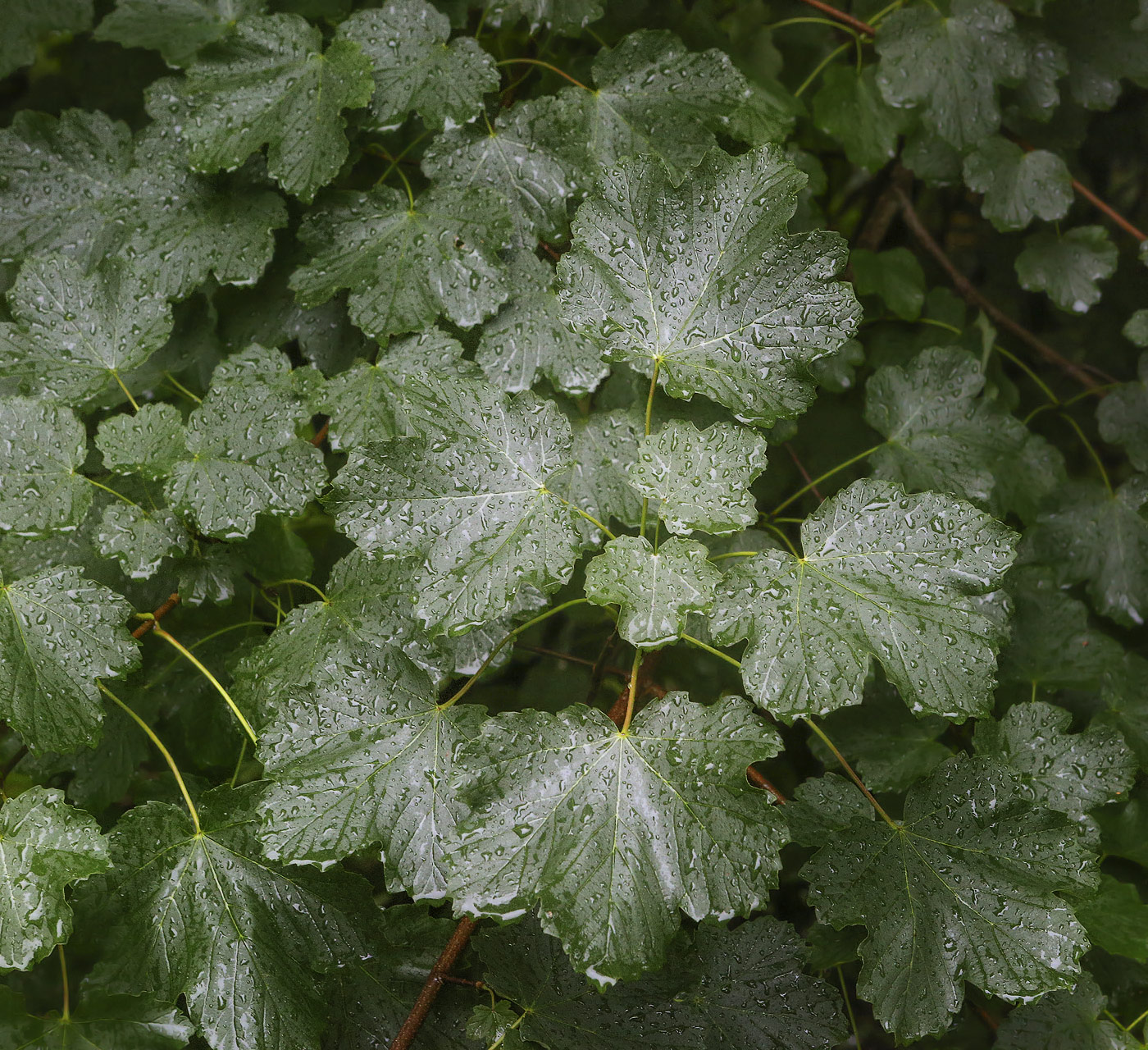 Image of genus Acer specimen.