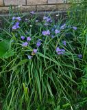 Tradescantia virginiana. Цветущие растения. Московская обл., г. Железнодорожный, в культуре. 07.07.2020.