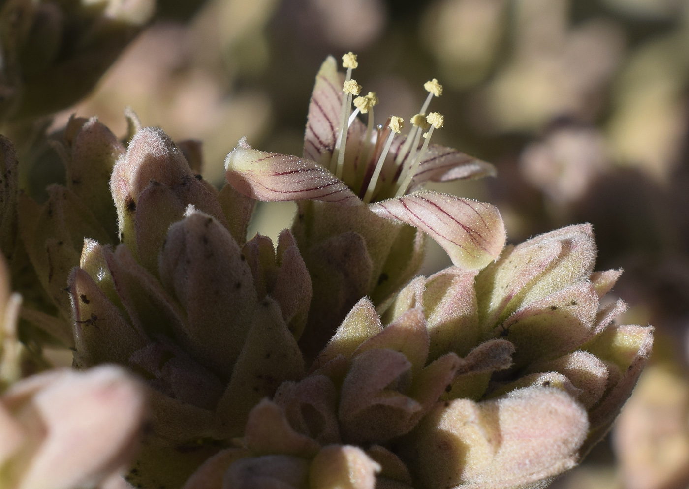 Image of Kalanchoe beharensis specimen.