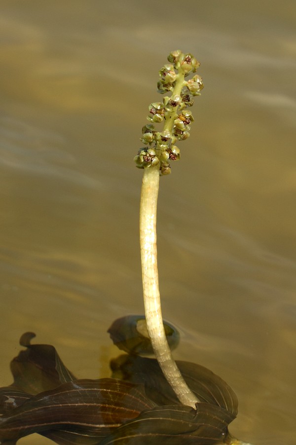 Image of Potamogeton perfoliatus specimen.