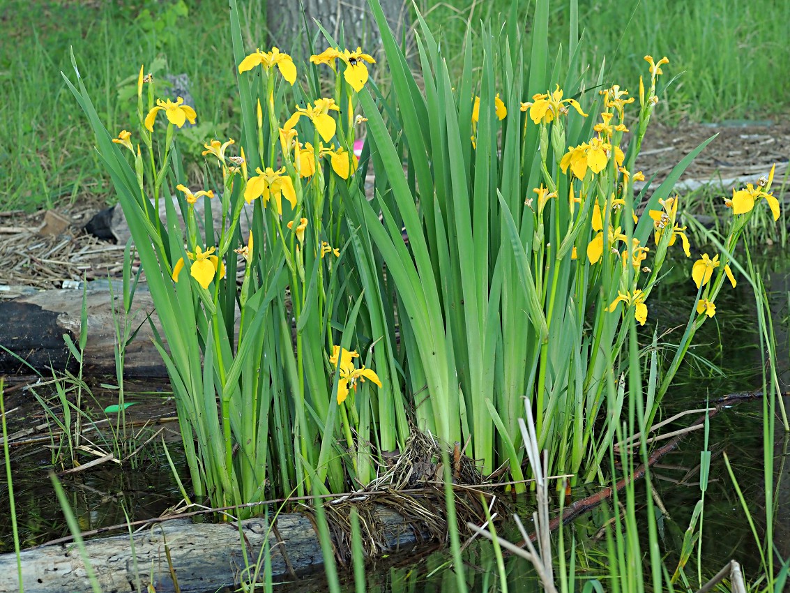 Изображение особи Iris pseudacorus.