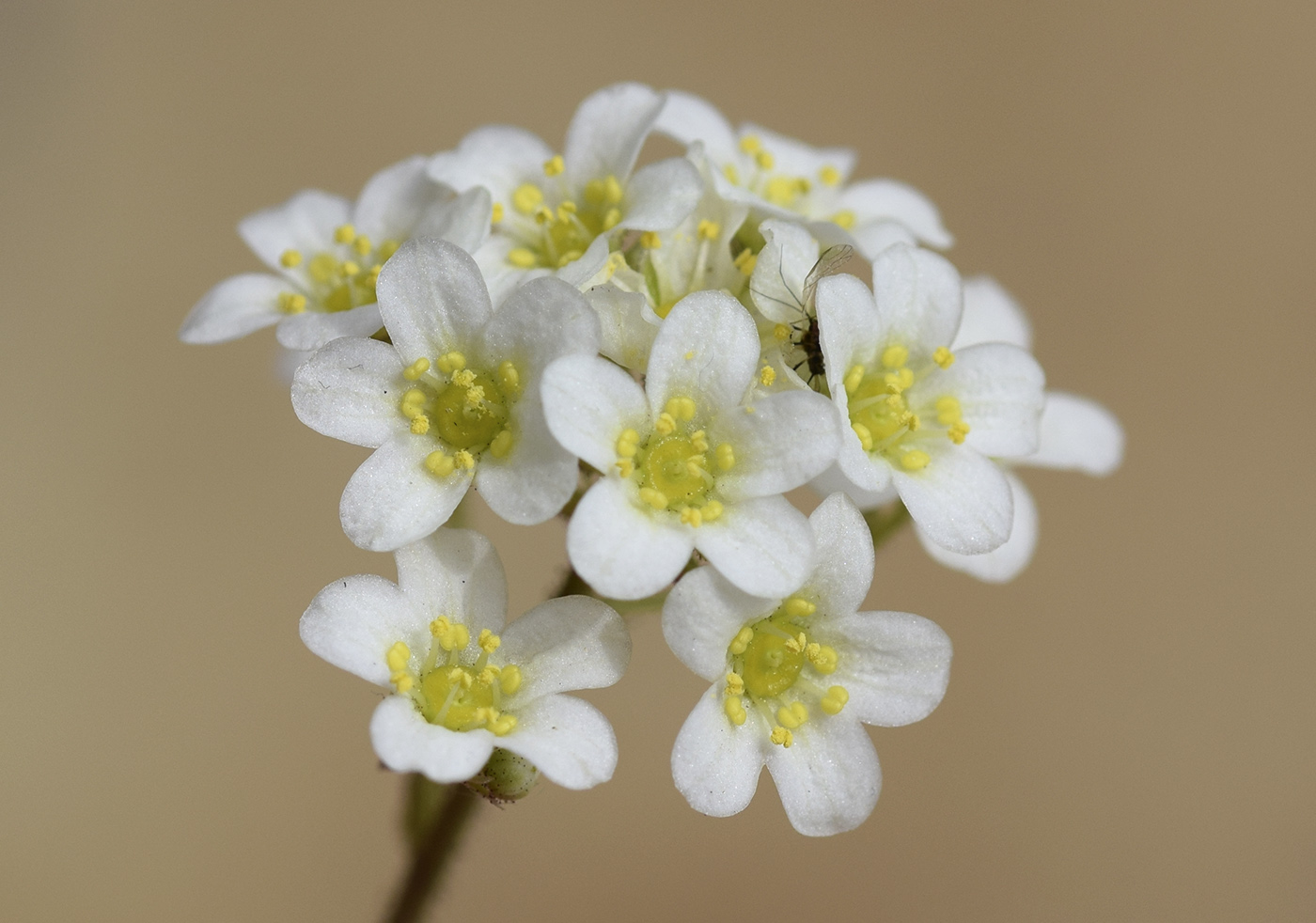 Image of Saxifraga paniculata specimen.