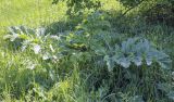 Heracleum sosnowskyi. Вегетирующее растение. Пермский край, Кунгурский р-н, окр. с. Плехановское, окр. ур. Мысы, разнотравный луг. 05.06.2021.