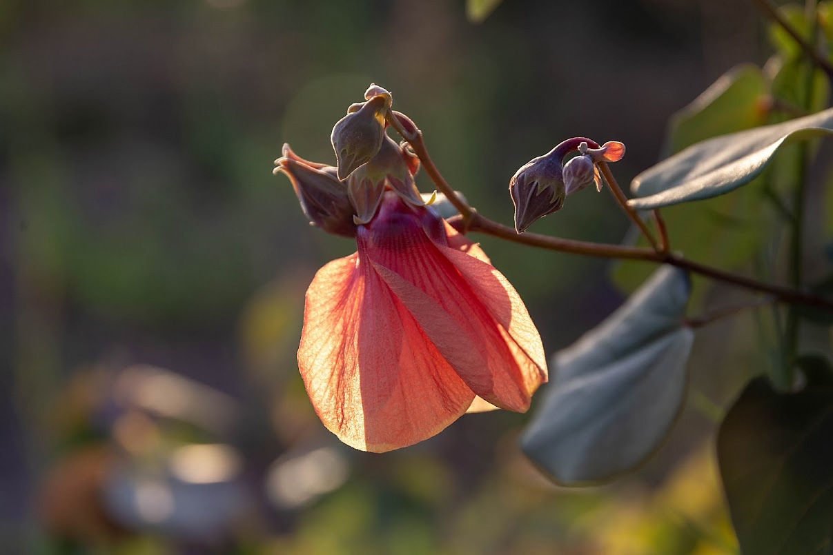 Image of Hibiscus tiliaceus specimen.