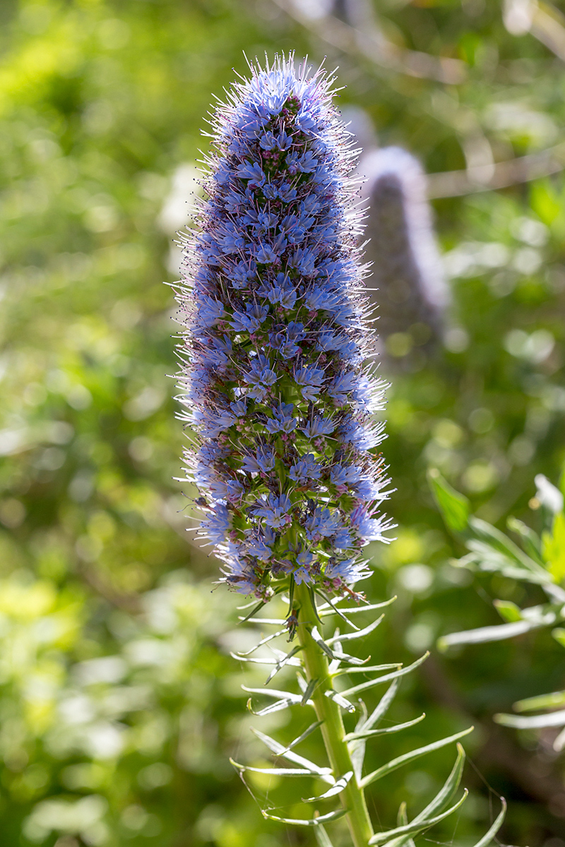 Image of Echium acanthocarpum specimen.