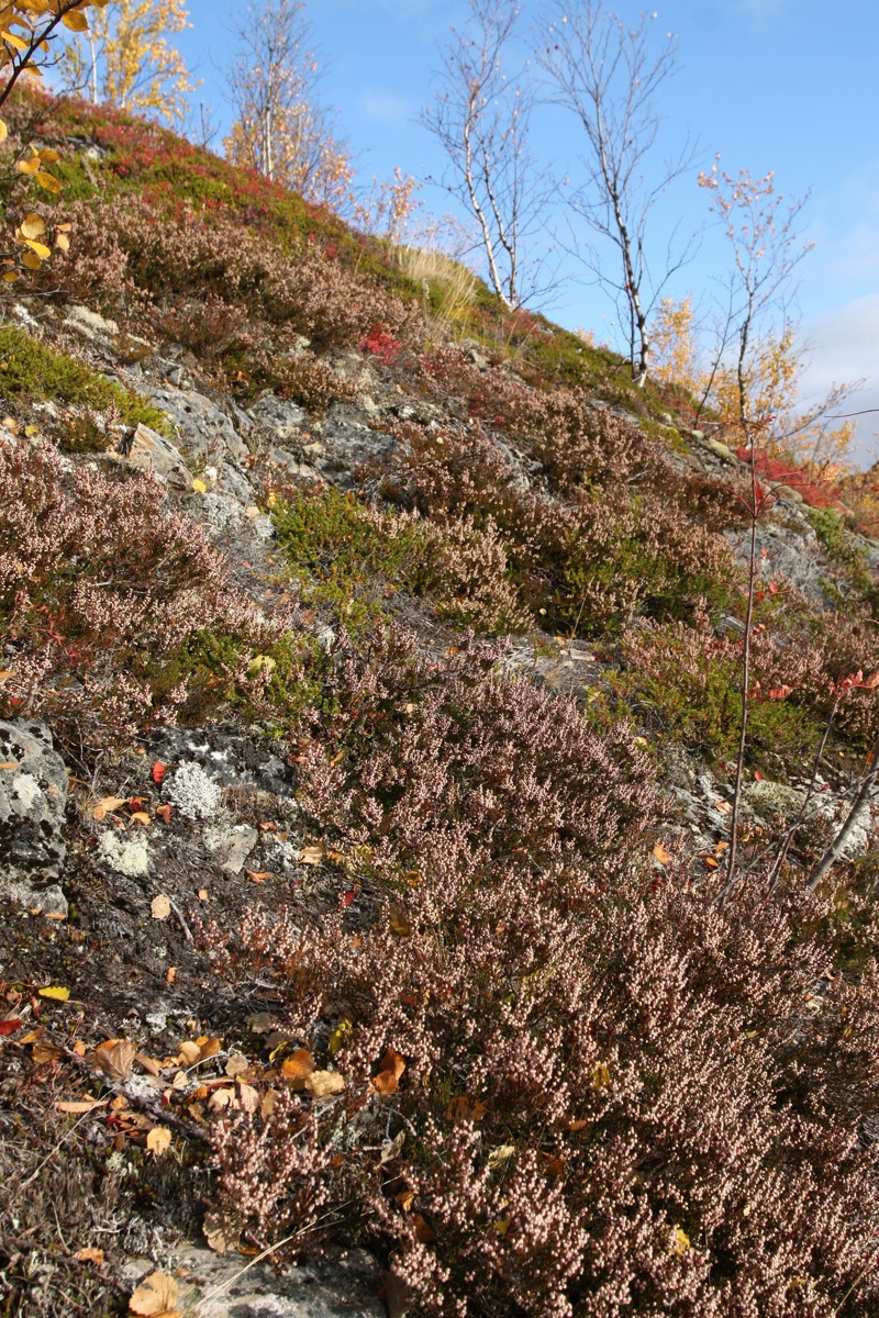 Изображение особи Calluna vulgaris.