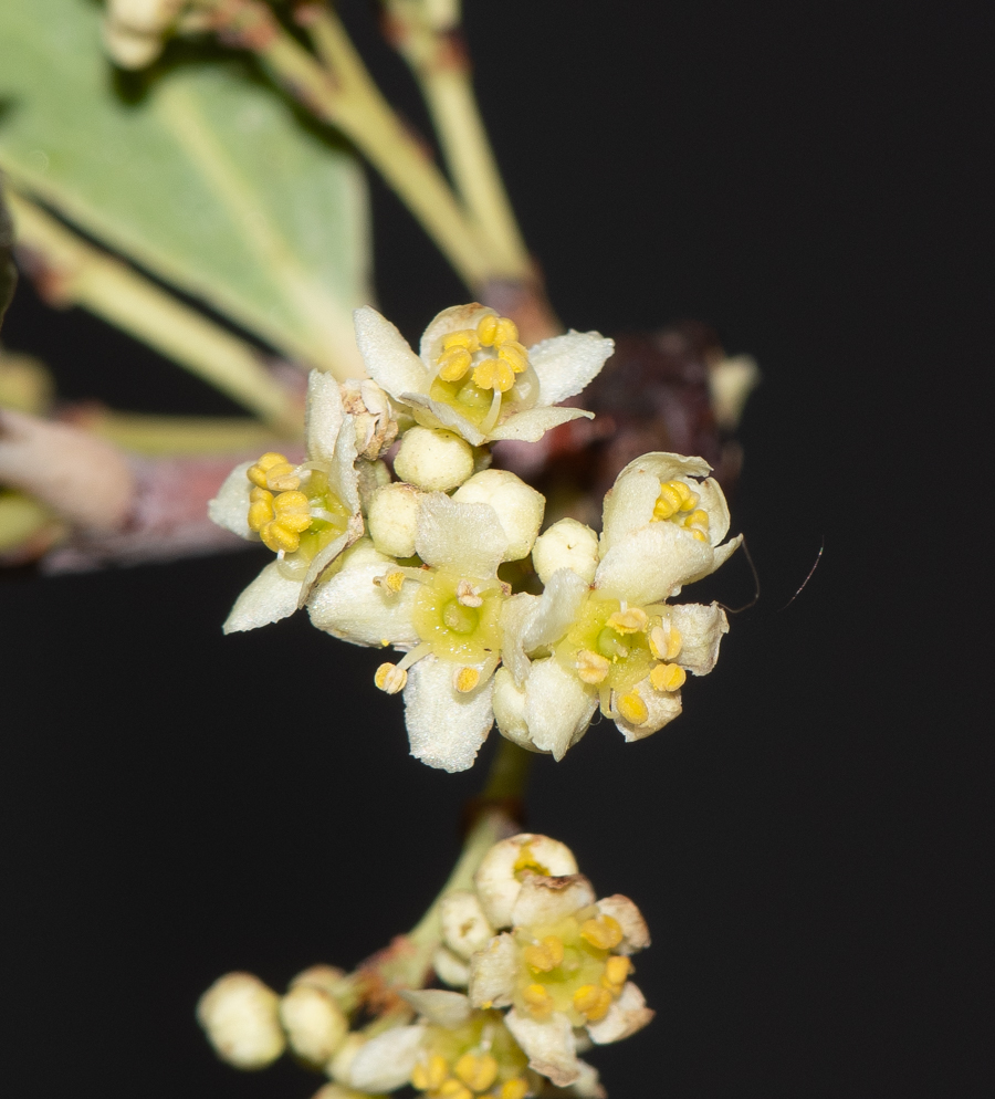 Изображение особи Gymnosporia senegalensis.