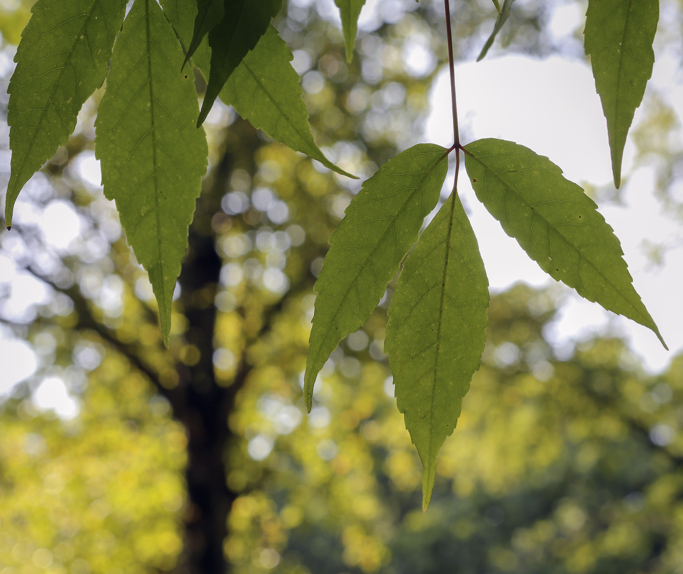 Image of Acer mandshuricum specimen.