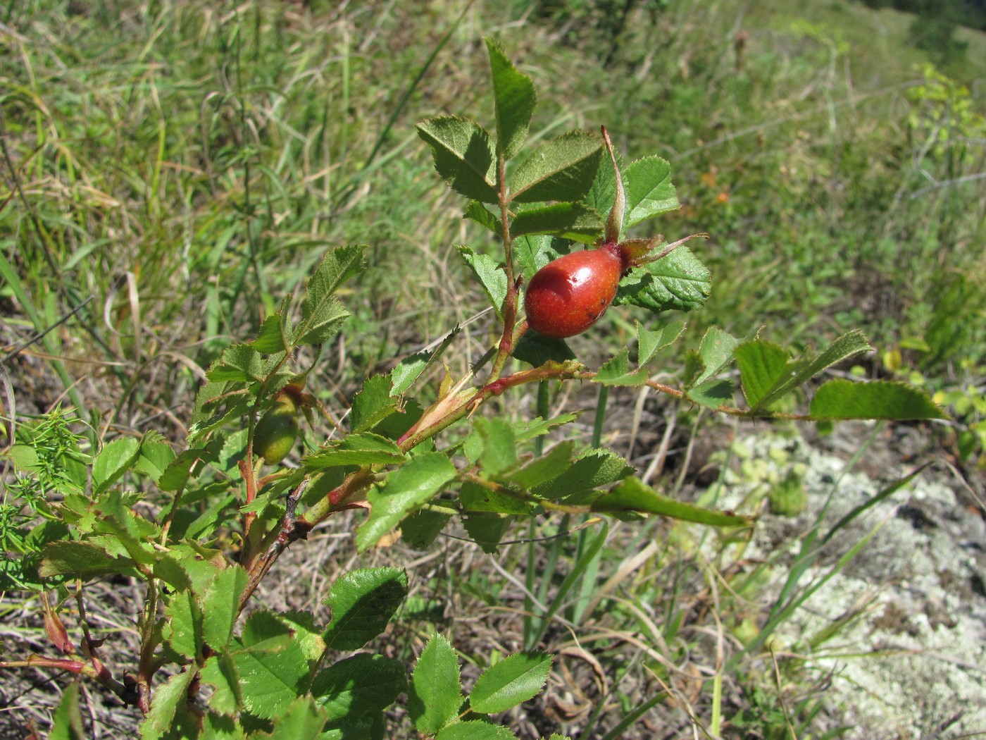 Image of Rosa pulverulenta specimen.