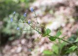 Brunnera macrophylla. Верхушка цветущего и плодоносящего растения. Абхазия, окр. г. Новый Афон, каменистый склон Иверской горы. 12.05.2021.