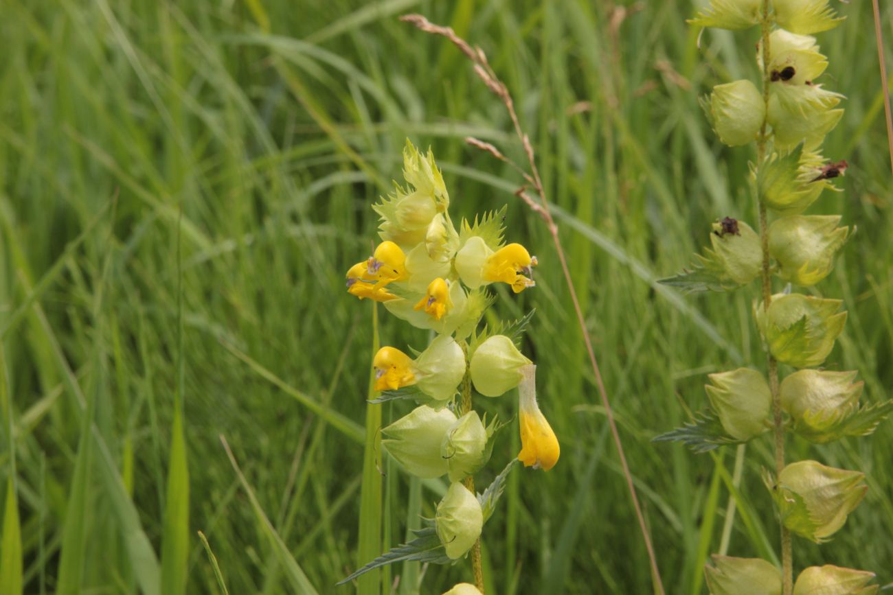 Image of Rhinanthus vernalis specimen.