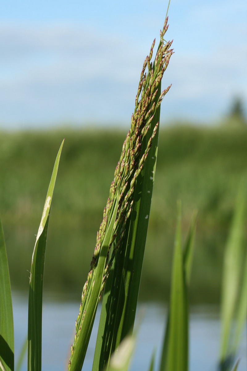 Image of Glyceria maxima specimen.