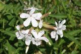 Saponaria officinalis