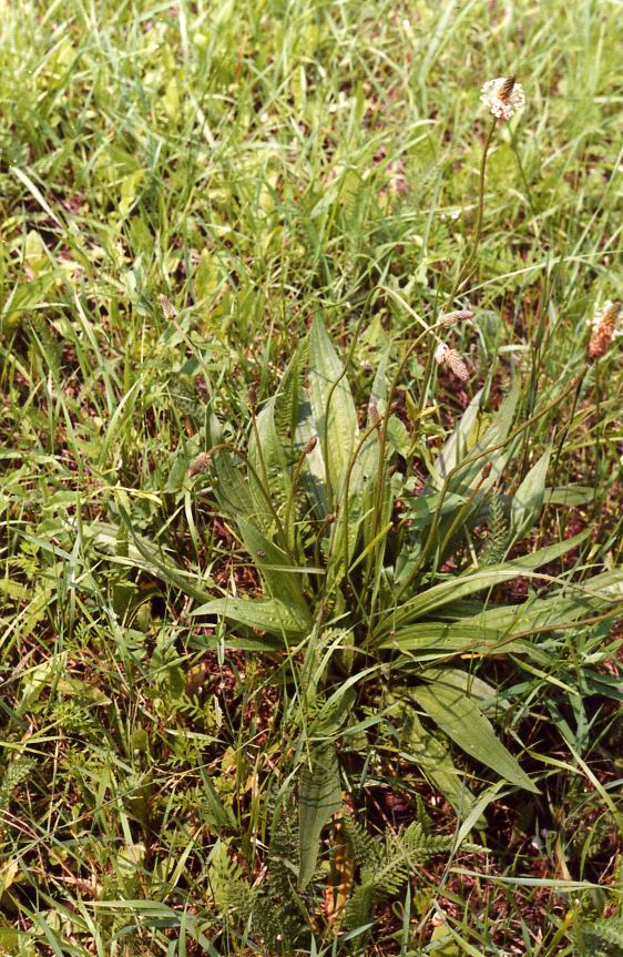 Изображение особи Plantago lanceolata.