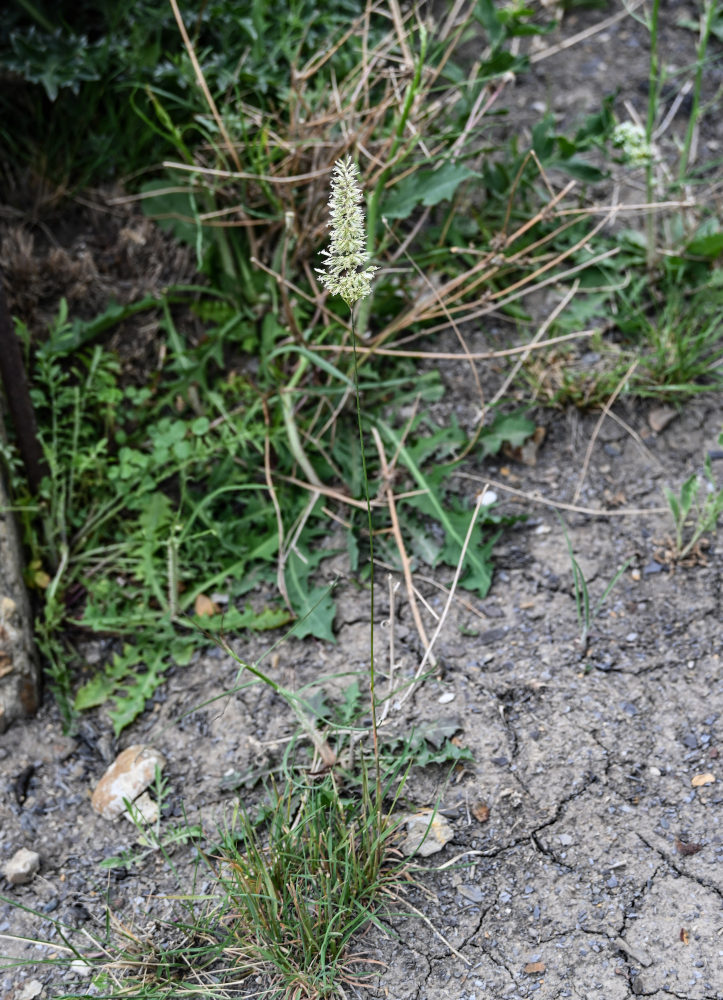 Image of familia Poaceae specimen.