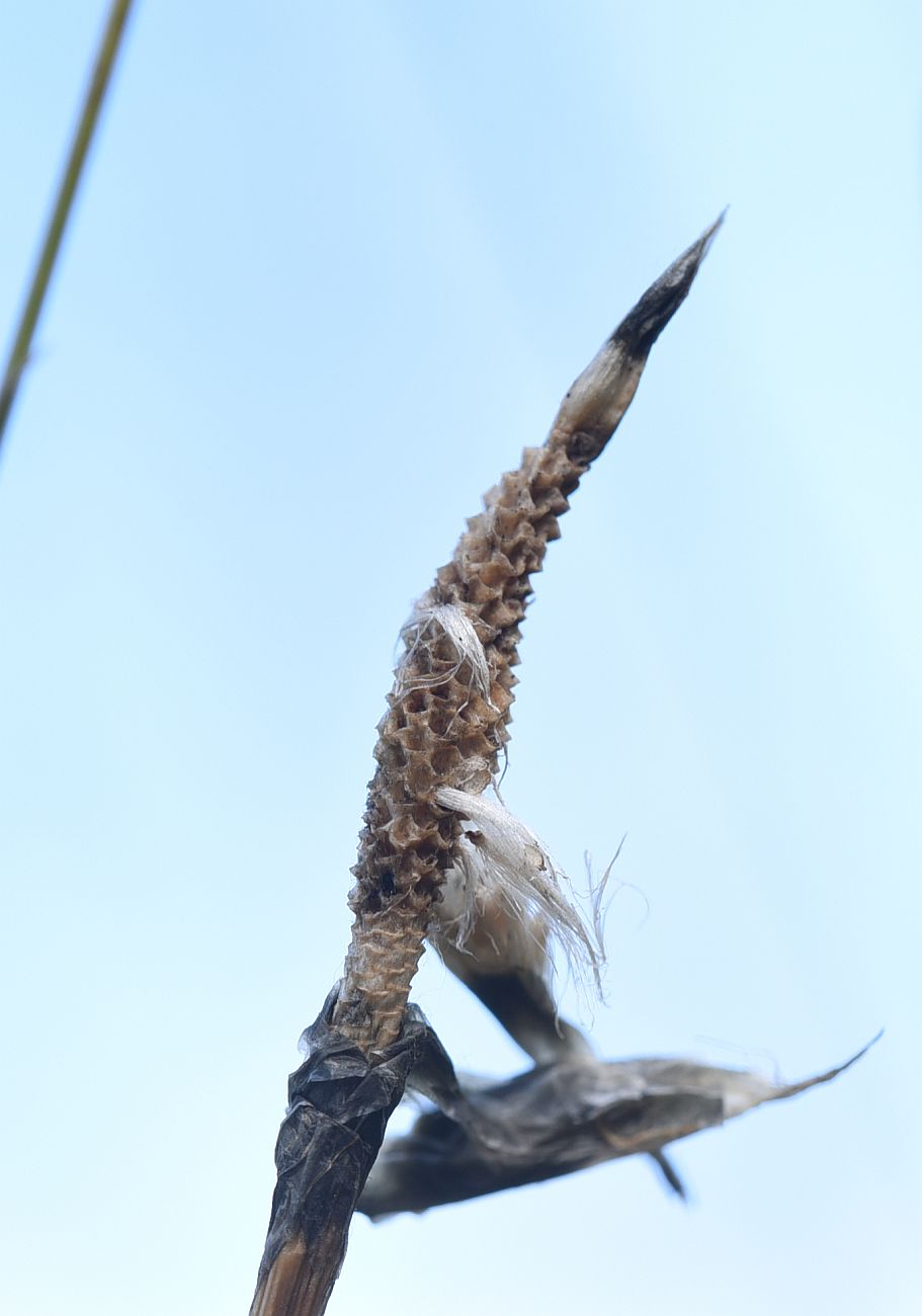 Image of Eriophorum vaginatum specimen.