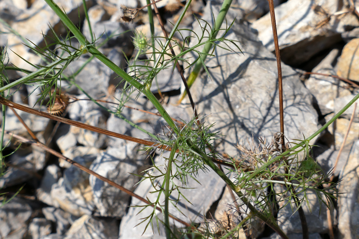 Image of Nigella elata specimen.