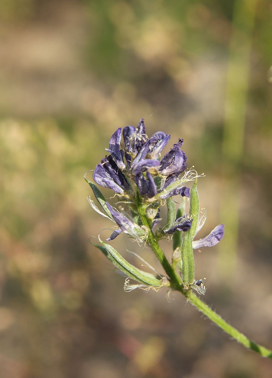 Image of Astragalus davuricus specimen.