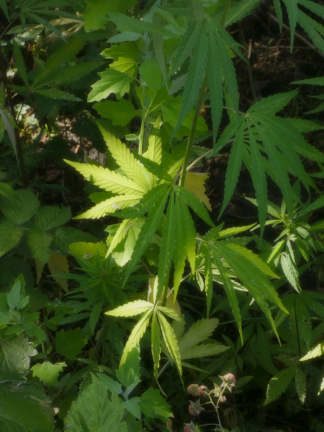 Image of Cannabis sativa var. spontanea specimen.