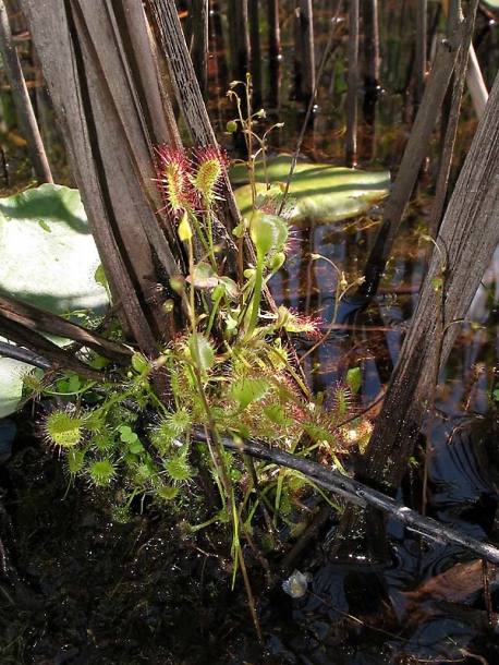 Image of Drosera rotundifolia specimen.