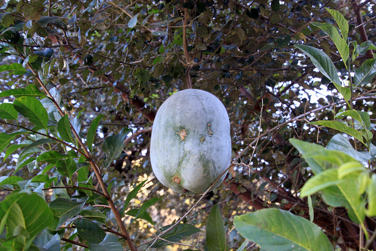Изображение особи семейство Cucurbitaceae.