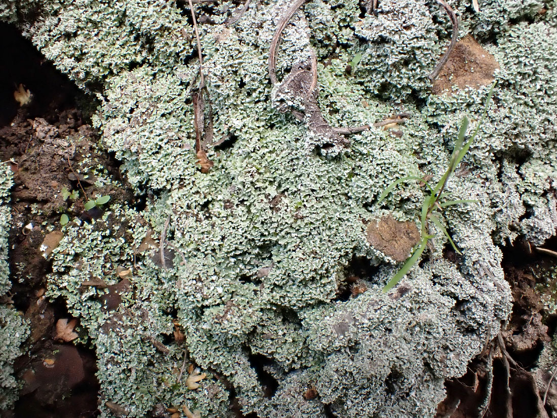 Image of genus Cladonia specimen.