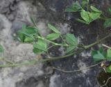 Medicago glutinosa. Побег. Республика Ингушетия, Джейрахский р-н, ур. Нижний Кяхк. 20 июля 2022 г.