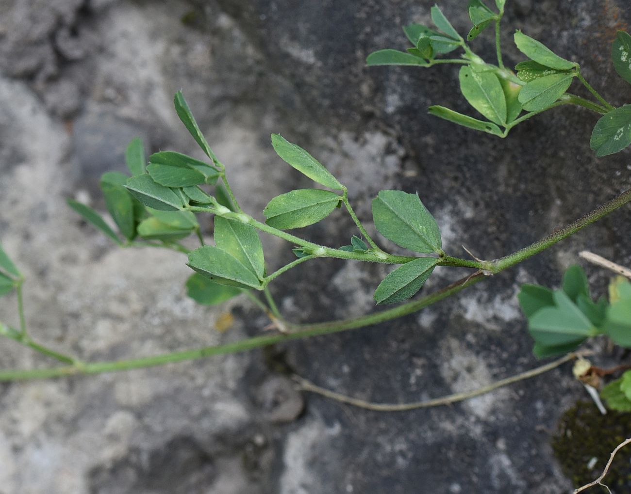 Изображение особи Medicago glutinosa.