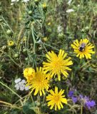 Hieracium umbellatum. Верхушка цветущего растения с пчелой. Хабаровский край, окр. г. Комсомольск-на-Амуре, разнотравный луг. 15.08.2022.