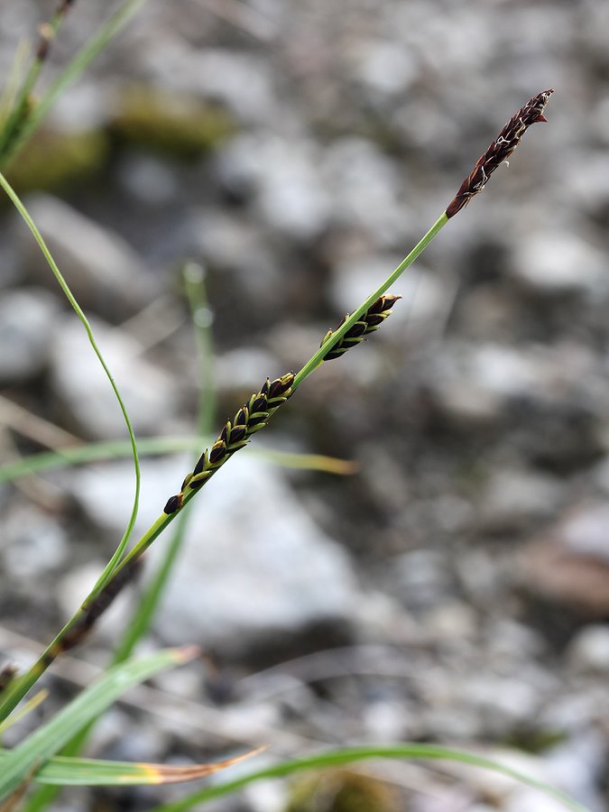 Image of Carex bigelowii specimen.