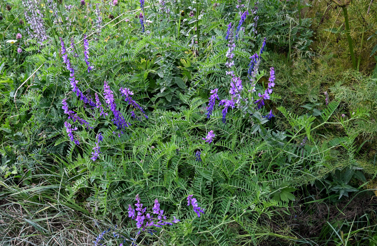 Изображение особи Vicia tenuifolia.