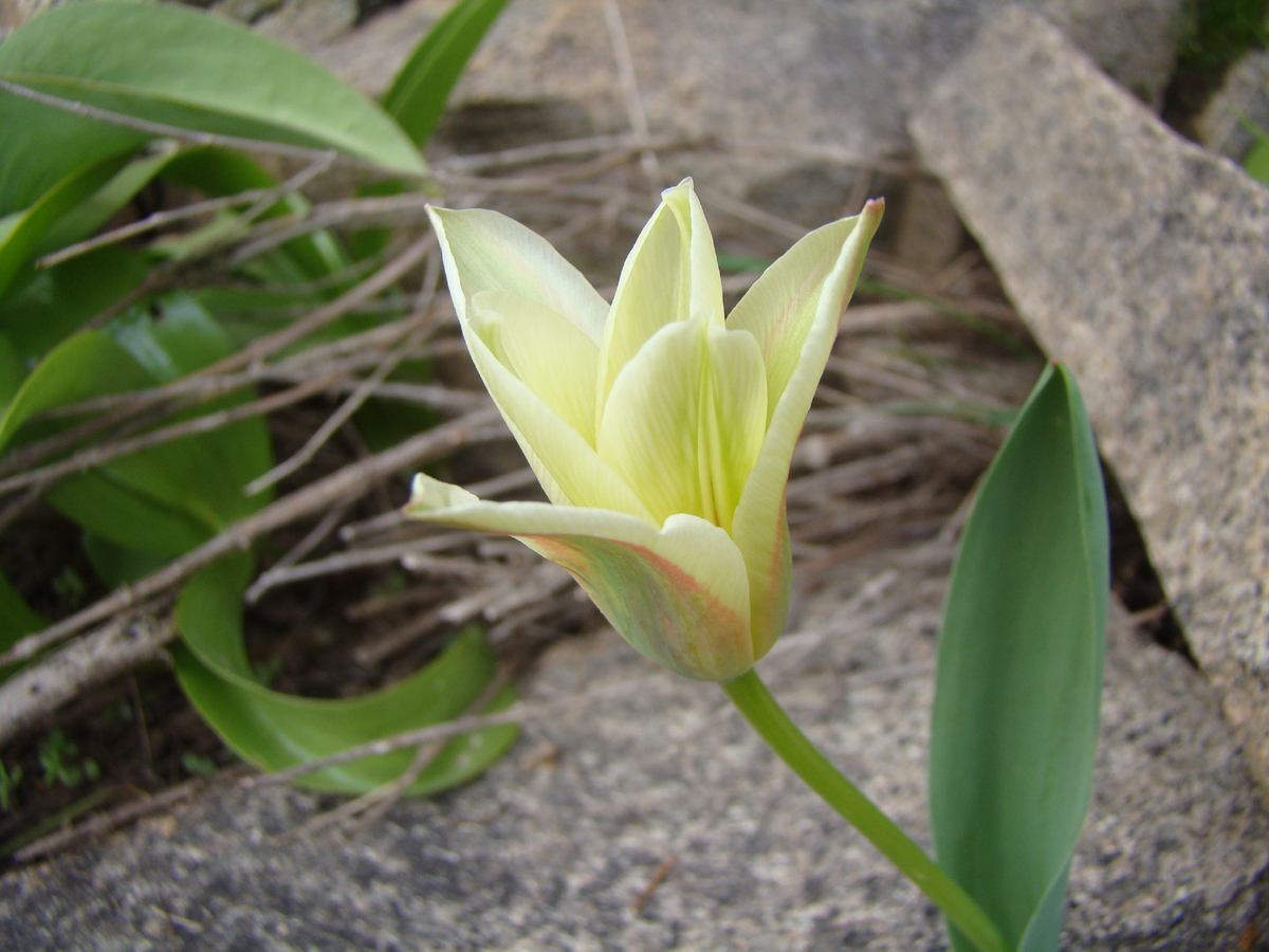 Image of Tulipa kaufmanniana specimen.