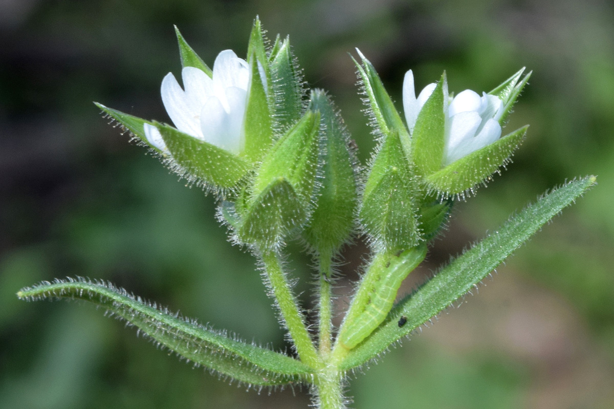 Image of Cerastium inflatum specimen.