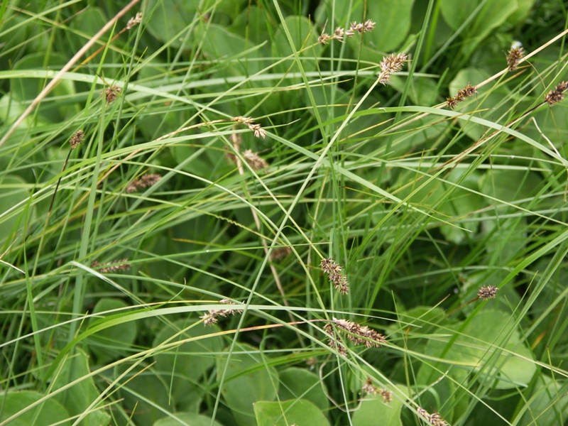 Image of Carex diandra specimen.