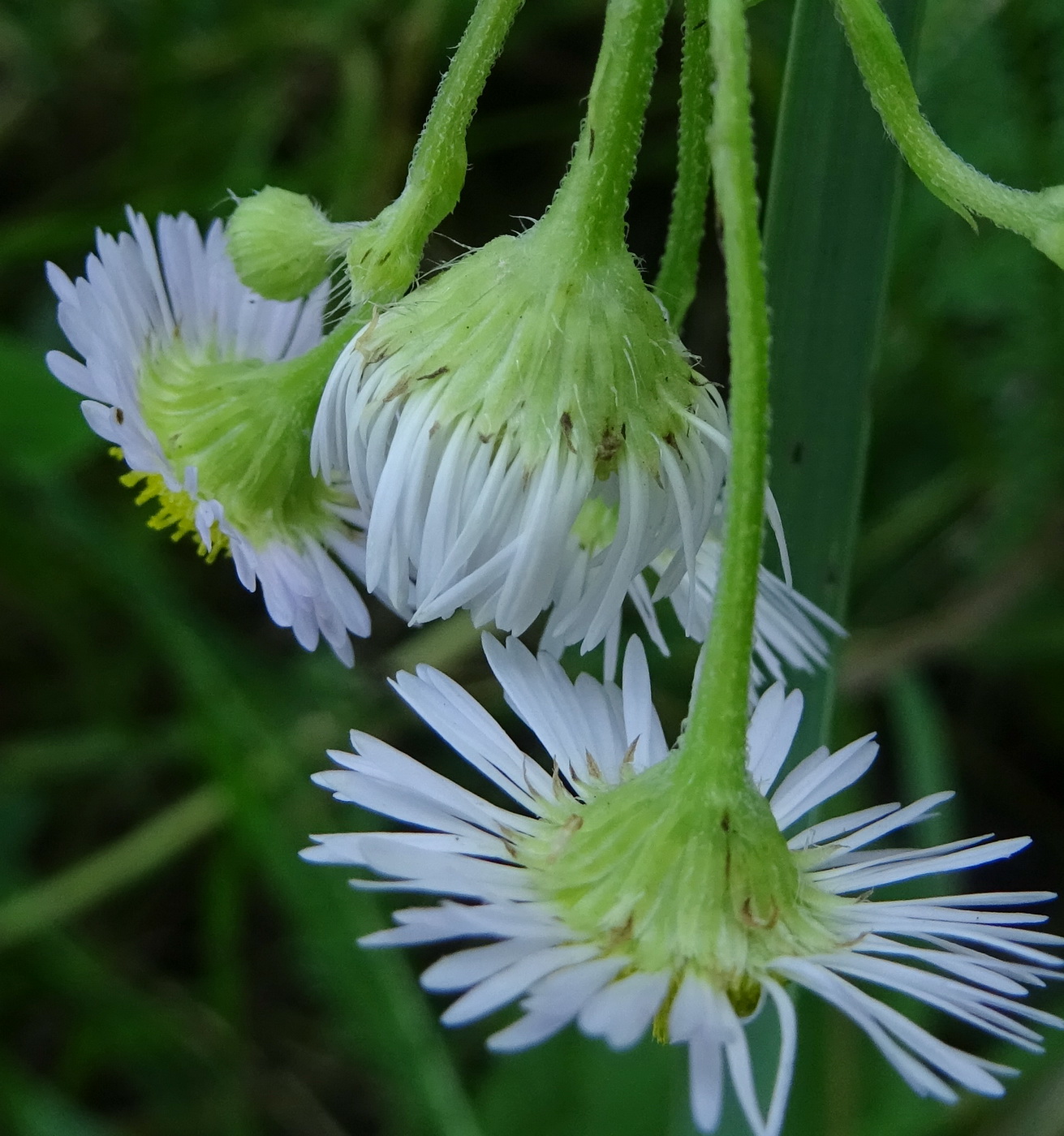 Изображение особи род Erigeron.