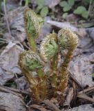 Dryopteris filix-mas. Растение с разворачивающимися вайями. Пермский край, г. Пермь, Дзержинский р-н, м-н Акуловский, смешанный лес. 13.05.2023.