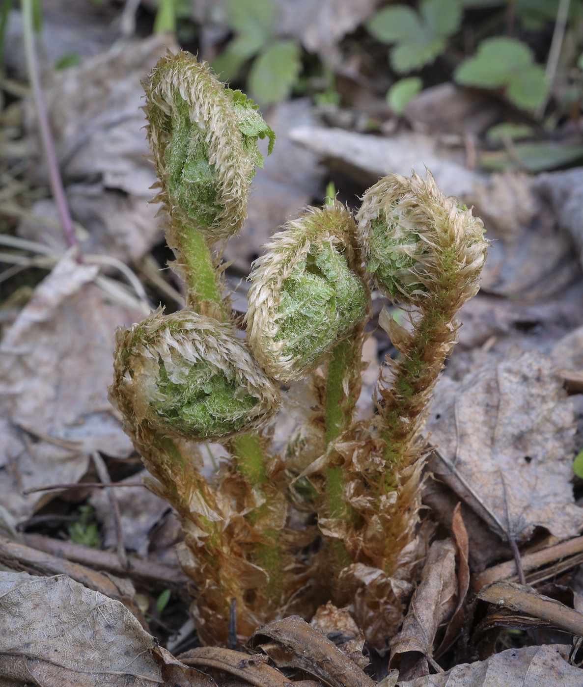 Image of Dryopteris filix-mas specimen.