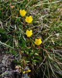 Saxifraga hirculus