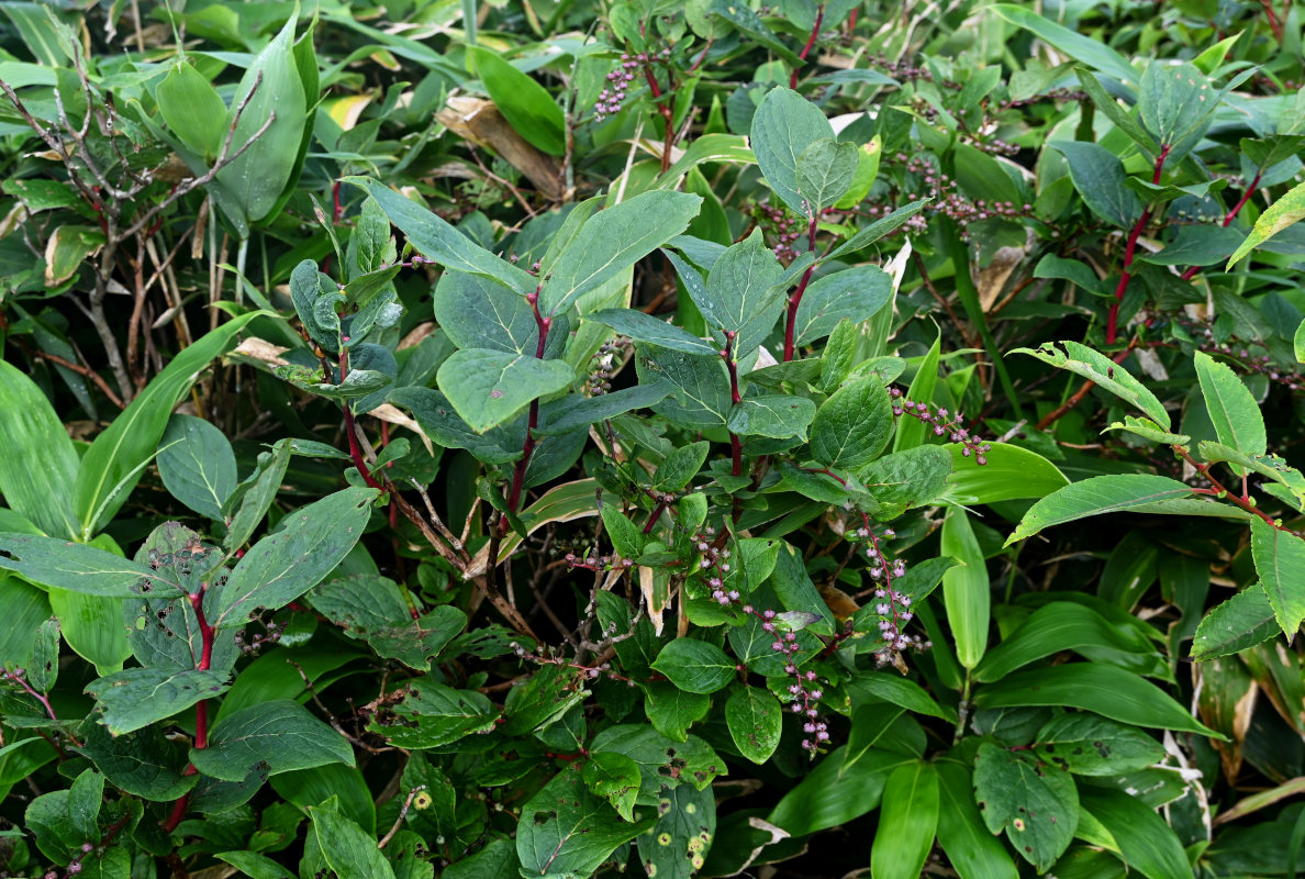 Изображение особи Eubotryoides grayana.