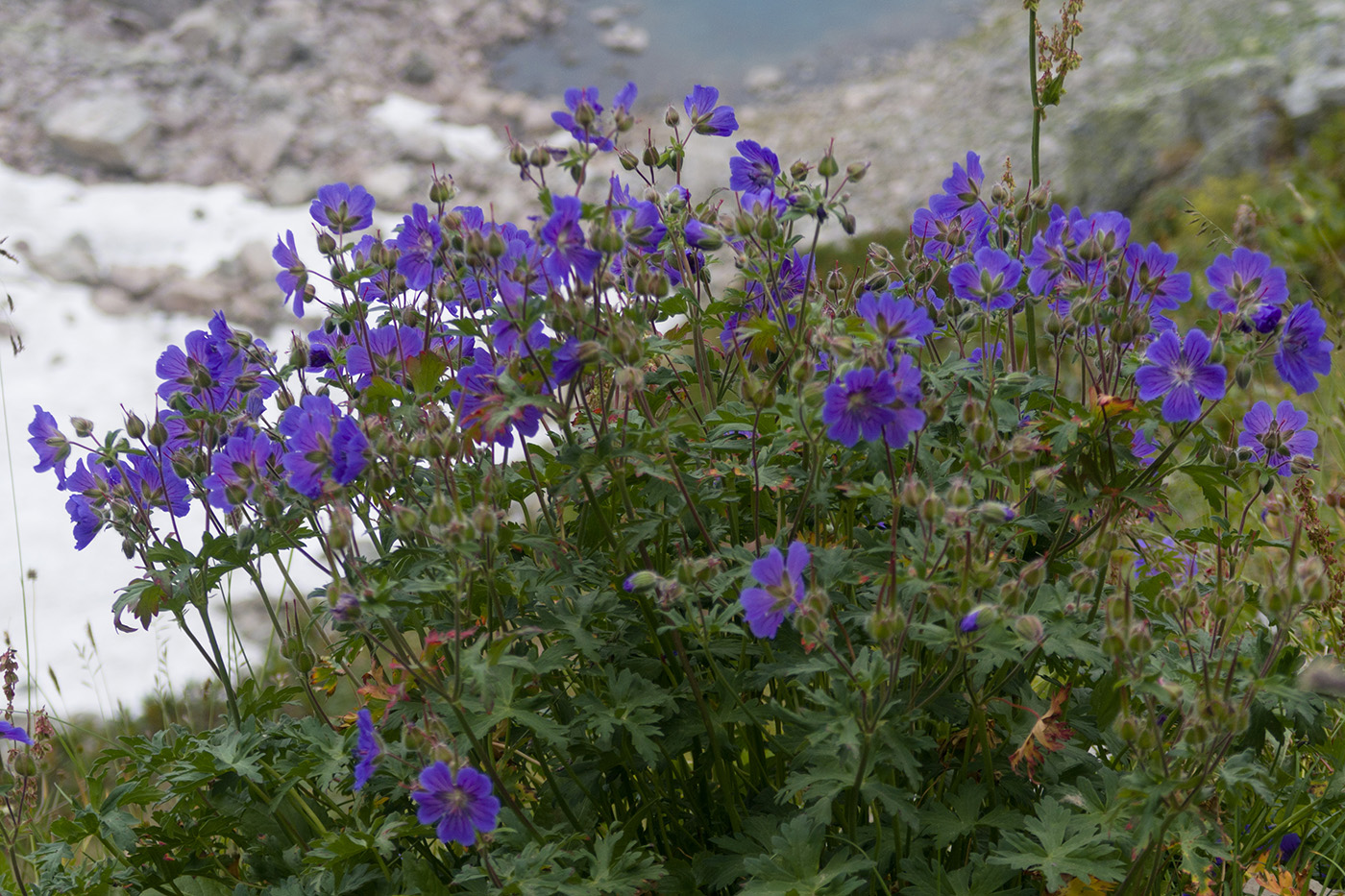 Изображение особи Geranium gymnocaulon.