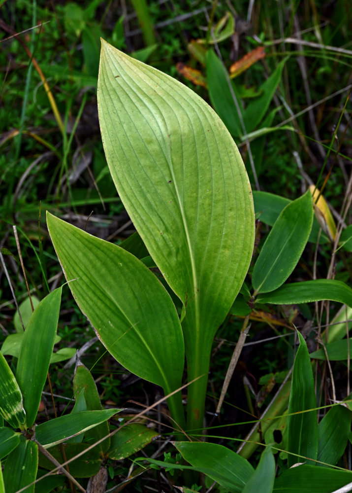 Изображение особи Hosta rectifolia.