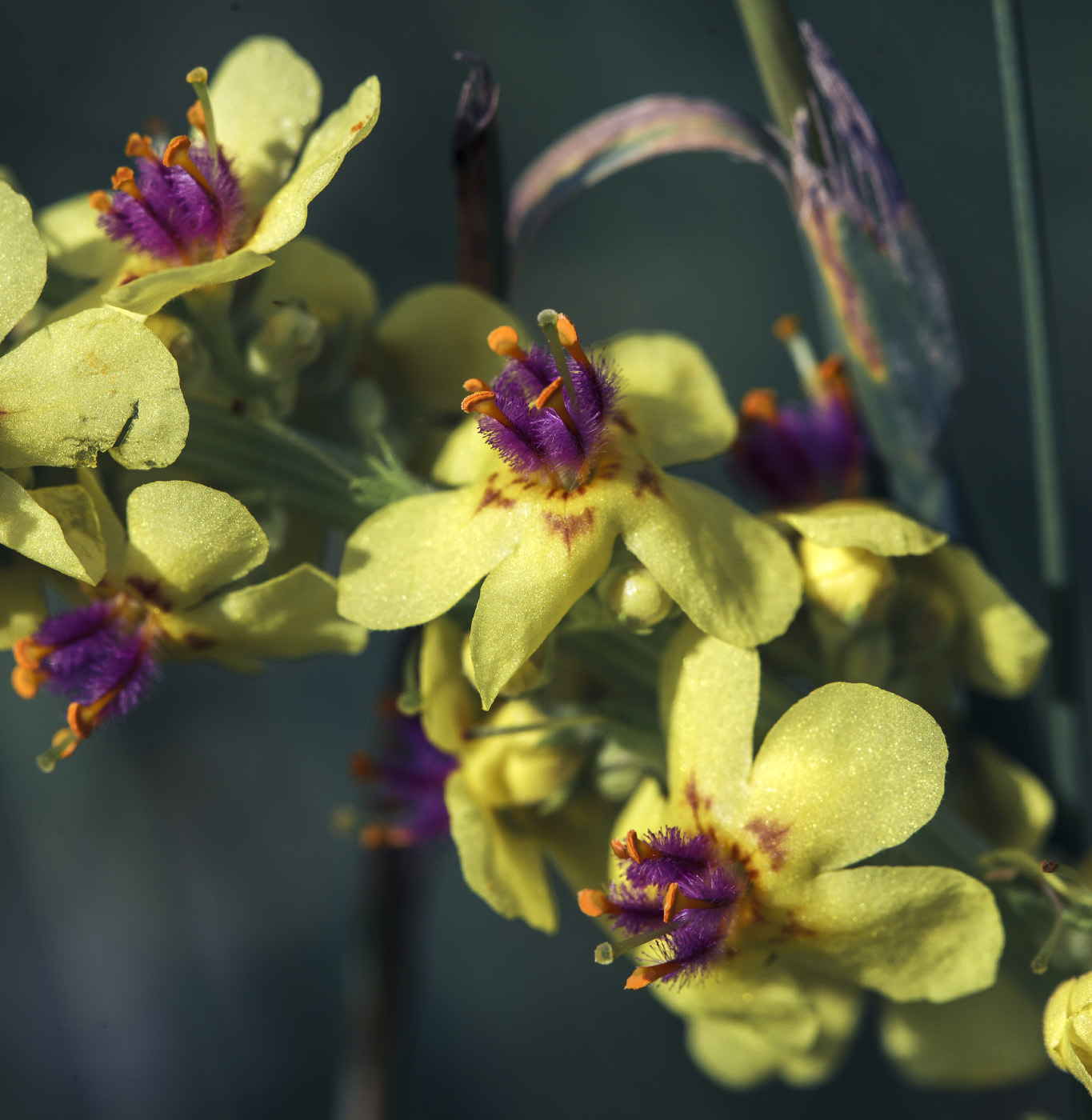 Image of Verbascum marschallianum specimen.