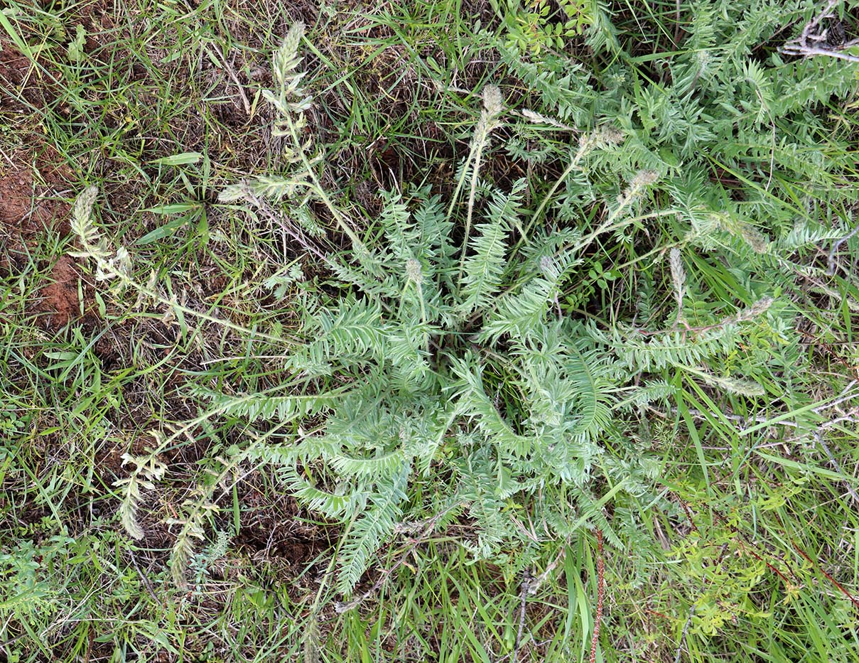 Image of Oxytropis pilosissima specimen.