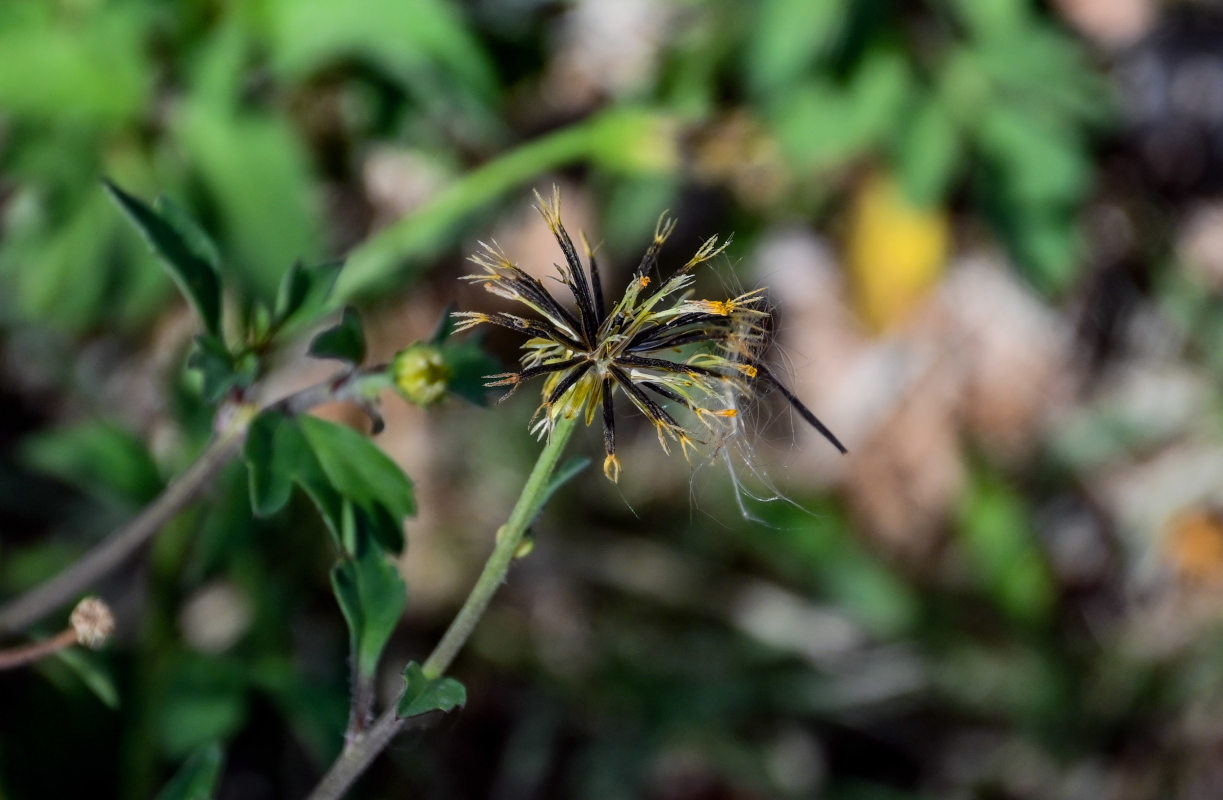 Image of Bidens pilosa specimen.