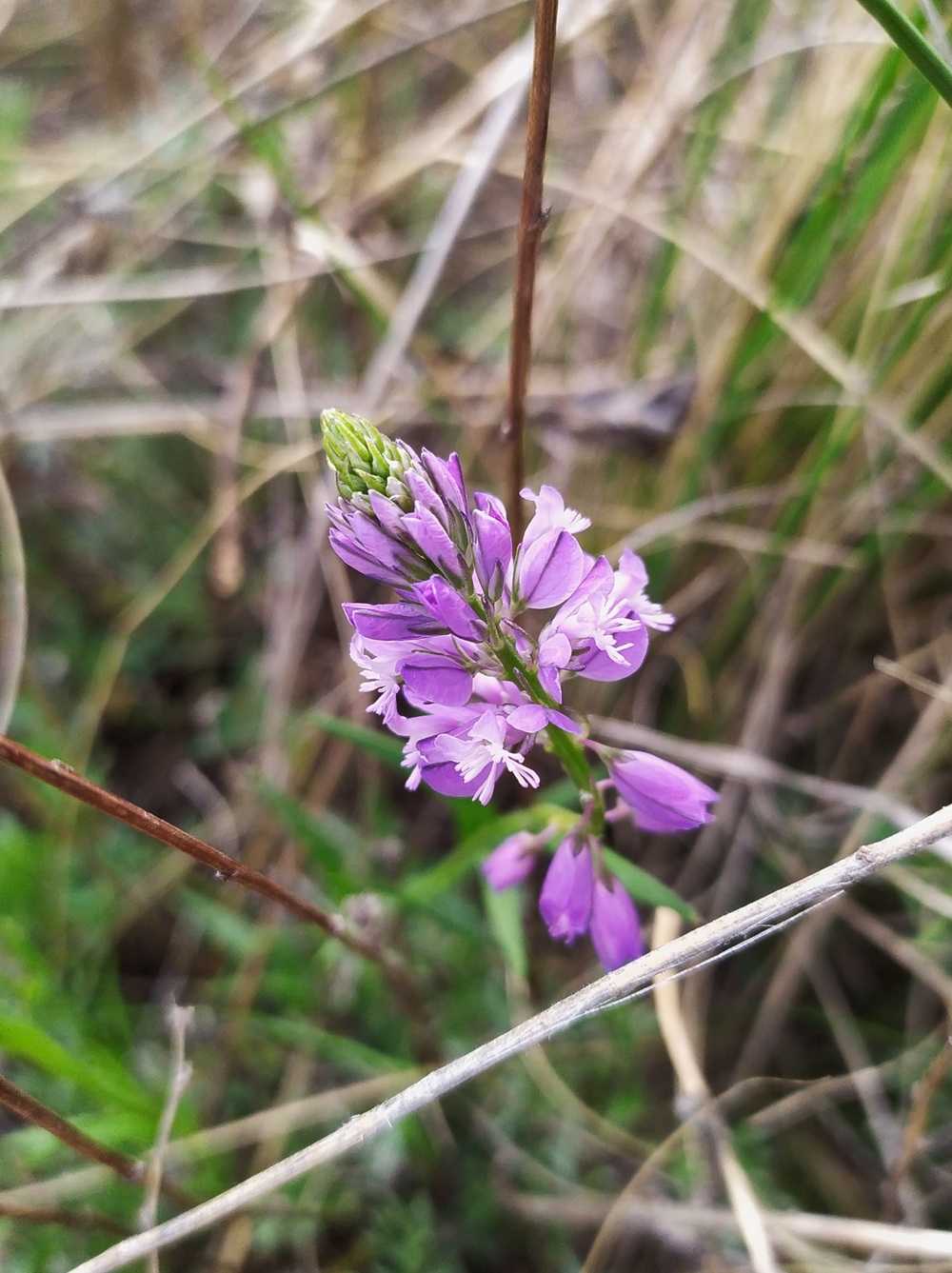 Image of Polygala comosa specimen.