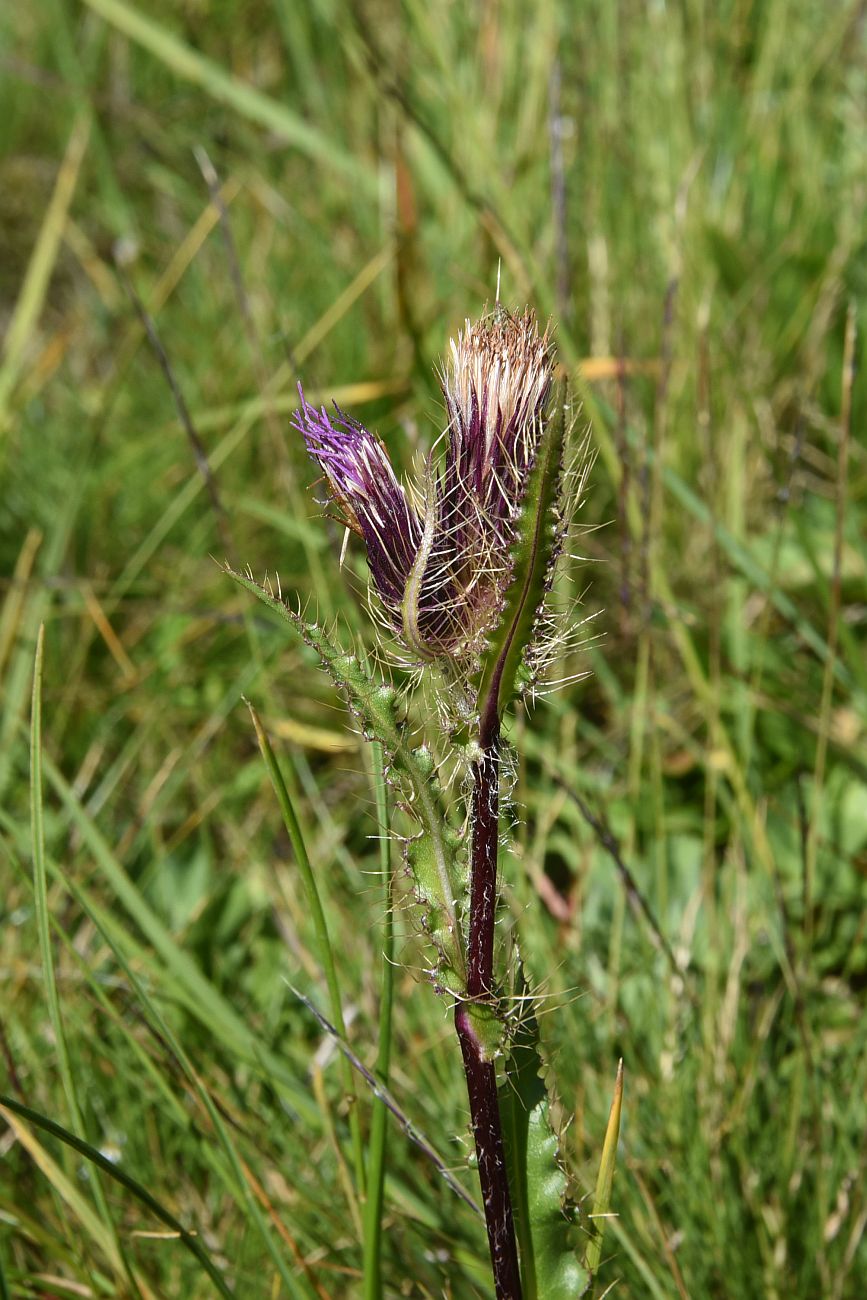 Изображение особи Cirsium simplex.